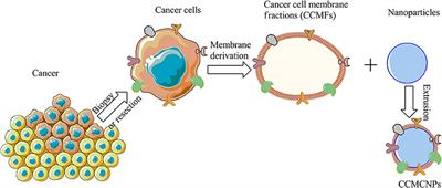 Biomimetic Nanoparticles Camouflaged in Cancer Cell Membranes and Their Applications in Cancer Theranostics